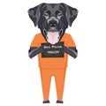 Mugshot prison clothes dog black Labrador